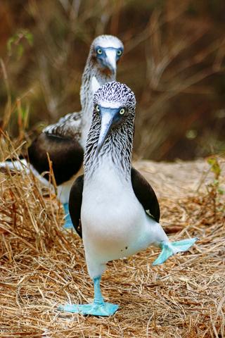 Blue-footed Booby courtship dance