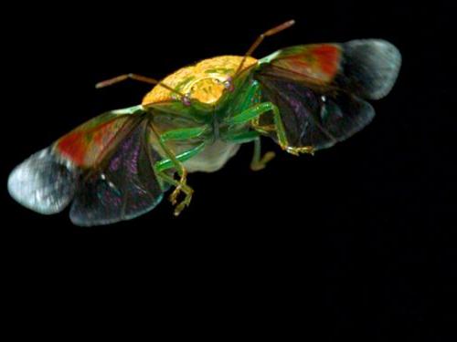 飞行中的昆虫的非凡肖像