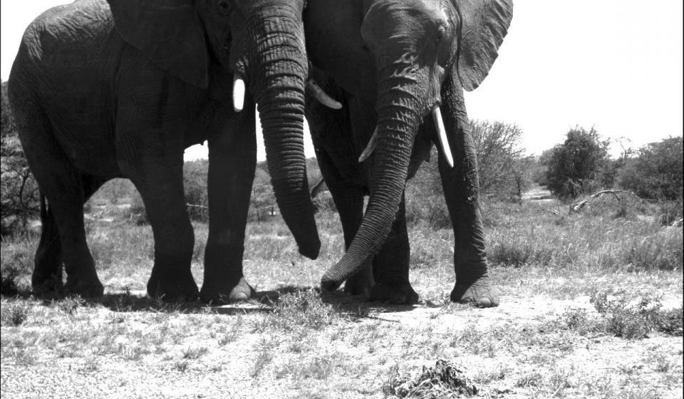 非洲丛林象
